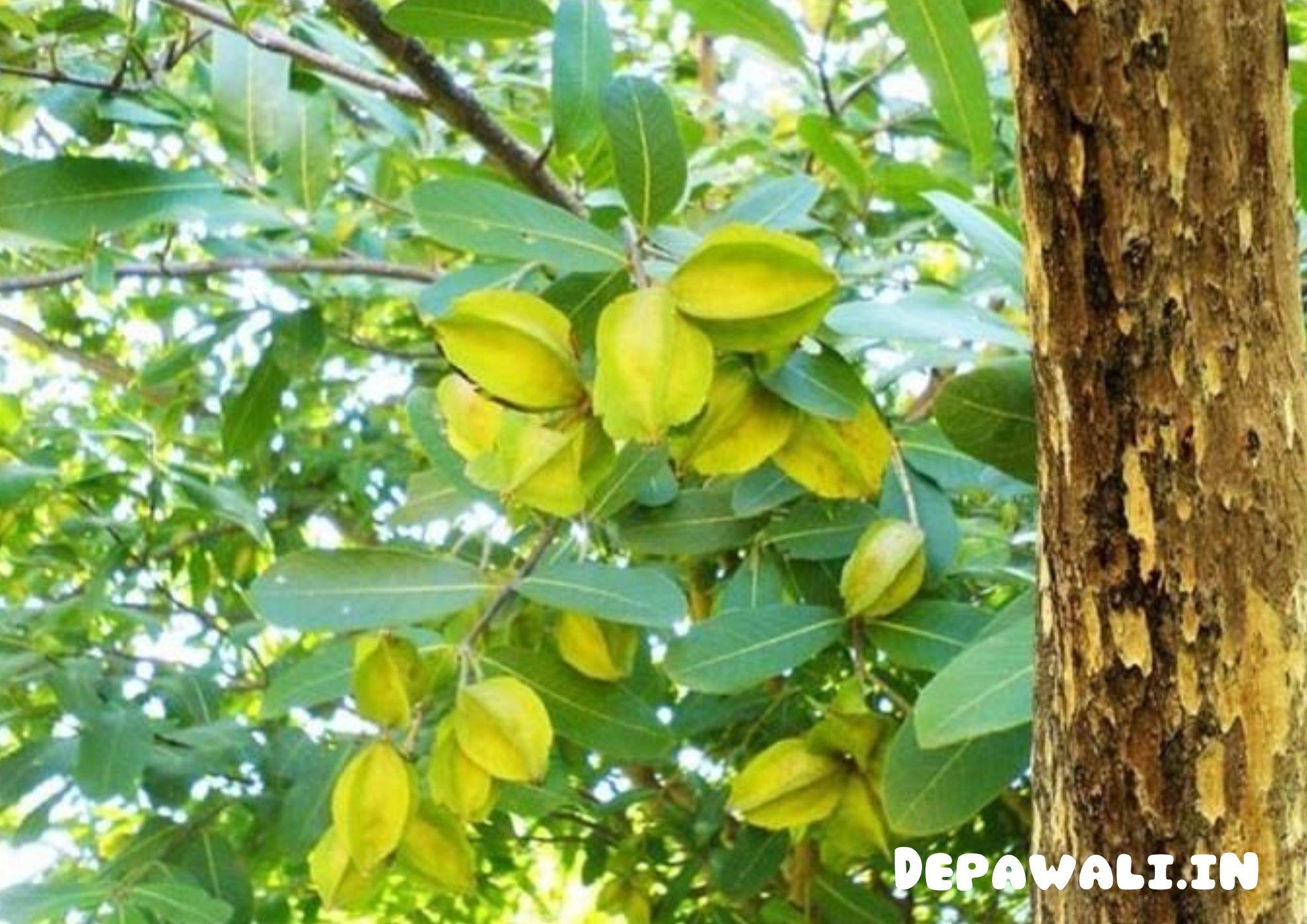 अर्जुन के पेड़ का फल का नाम, अर्जुन का पेड़ कहां मिलेगा, अर्जुन के पेड़ की पहचान क्या है - Arjun Tree Fruit Name In Hindi