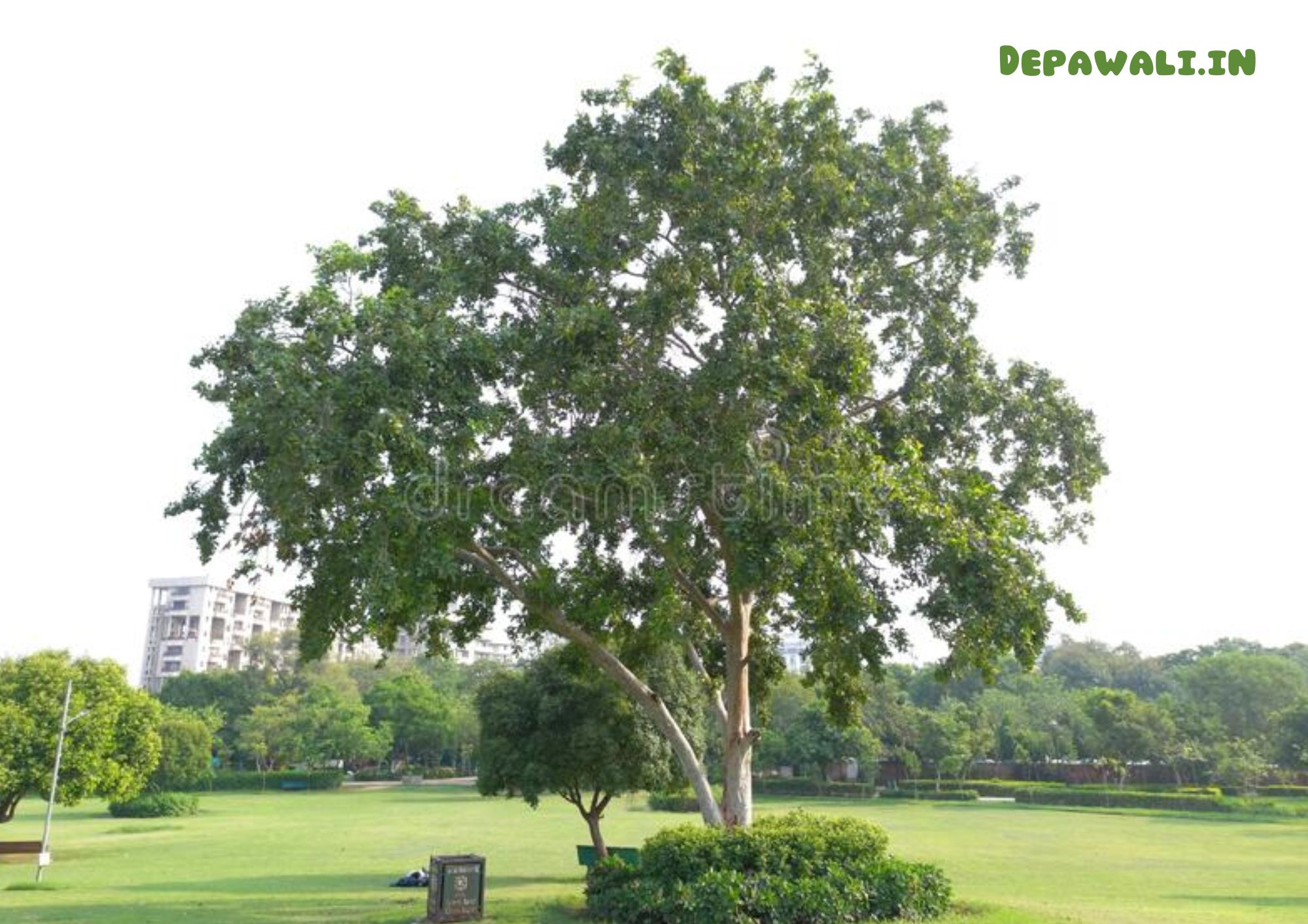 अर्जुन का पेड़ दिखाएं, अर्जुन के पेड़ का फोटो, अर्जुन का पेड़ किस काम में आता है?